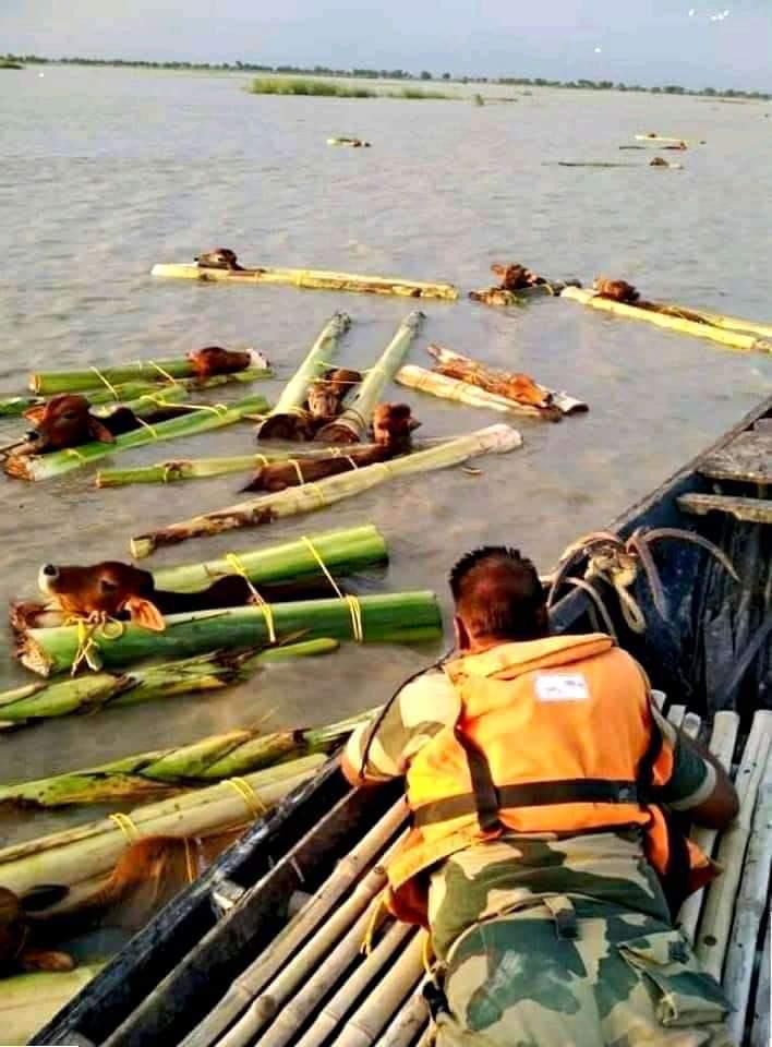 Donate for BSF Rescues