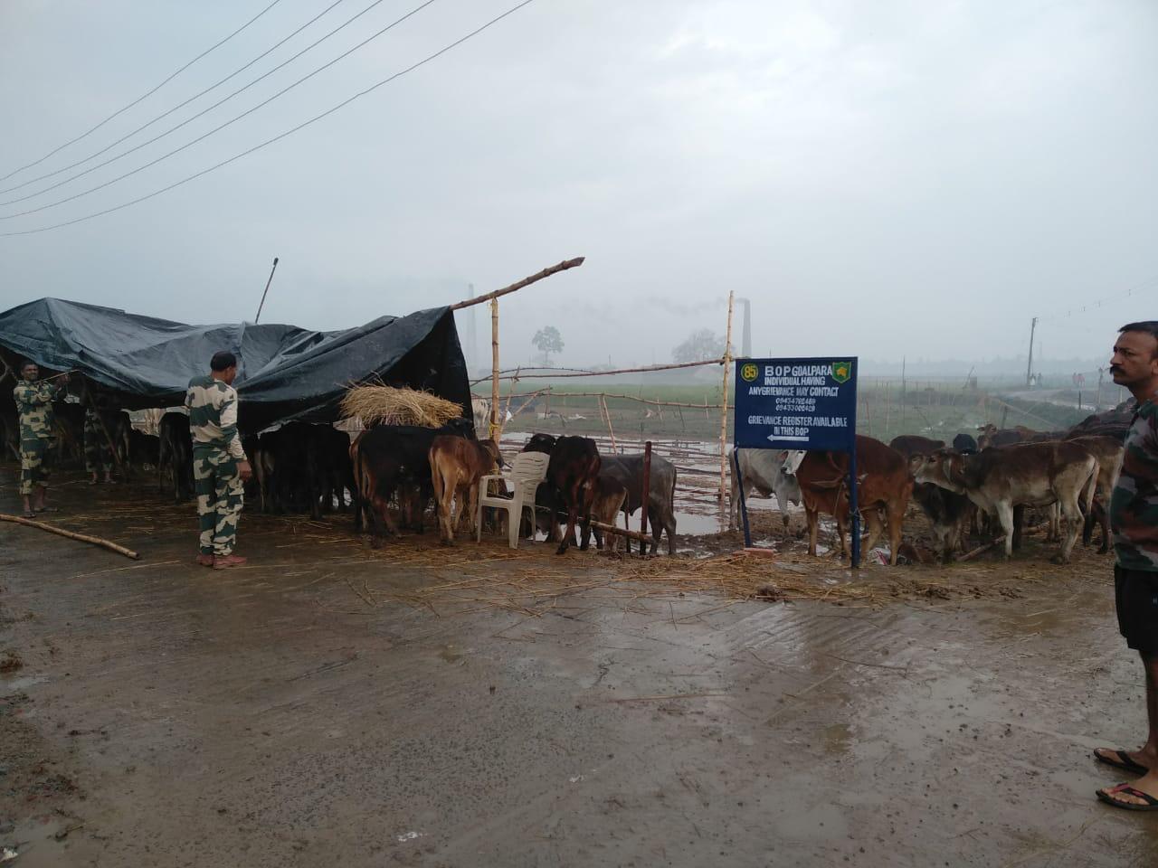 Donate for BSF Rescues