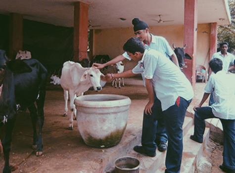 Animal Welfare